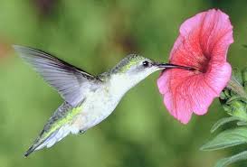 Resultado de imagen para el colibrí
